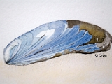 Mussell - SOLD.JPG